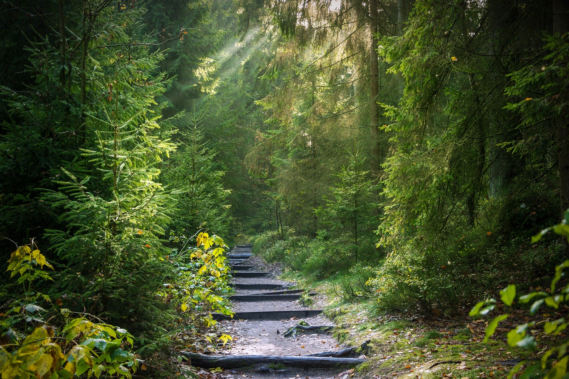 Into the Woods: Silent Walk mit David